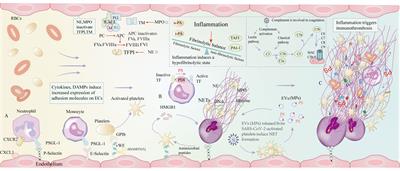 Pathophysiological mechanisms of thrombosis in acute and long COVID-19